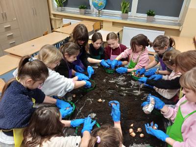 Uczniowie sadzą cebulki tulipanów w doniczkach.