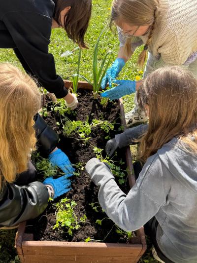 Uczniowie sadzą sadzonki warzyw i kwiatów.