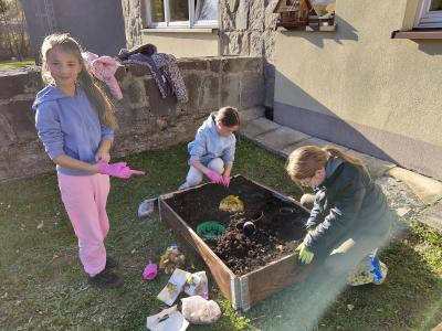 Uczniowie sadzą cebulki tulipanów i żonkili.